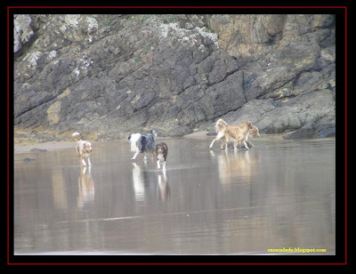 pastor australiano e golden retriever na praia do amado