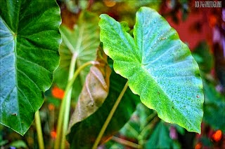 Dunia Flora Bangun dan Bentuk Daun