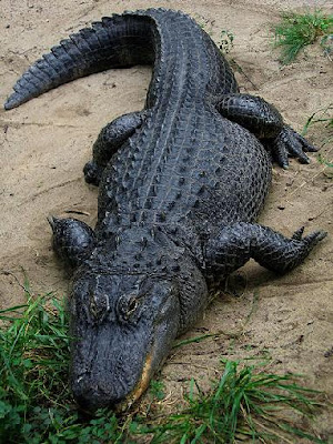 Pictures of Alligator