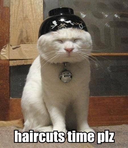 funny cat picture - funny cat pictures-LolCatHairCut