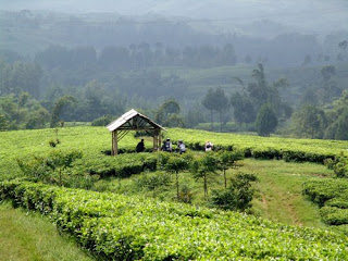  Bogor merupakan daerah yang sering di jadikan salah satu tujuan untuk berwisata alasannya bo Indahnya Perkebunan Teh Cianten 