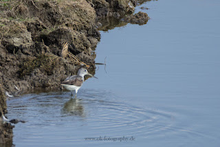 Wildlifefotografie Naturfotografie Lippeaue Bekassine Grünschenkel