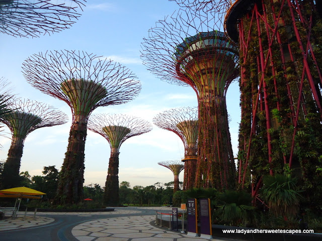 Super Trees in Gardens by the Bay