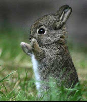 Conejo Cuyo Y Chinchilla Wikipets Conejo Cuyo Y Chinchilla Wikipets