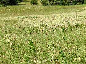 Spotted horsemint behind the house