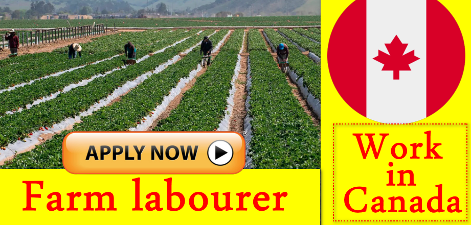 Farm labourer Salary $25 hourly for 35 to 70 hours per week