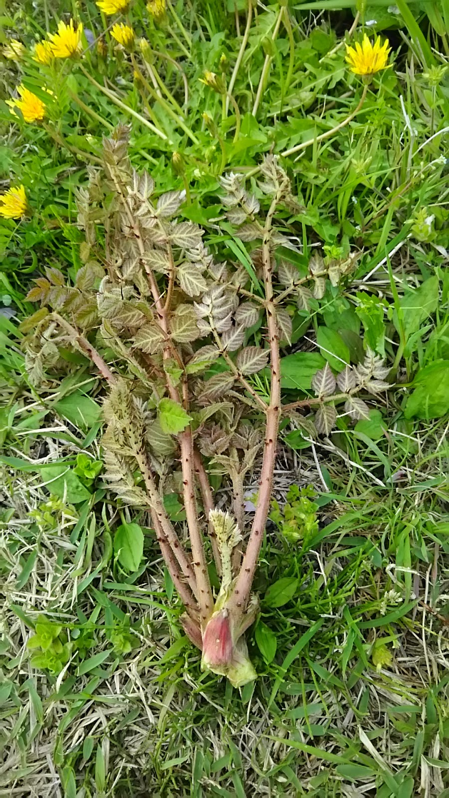 播磨のしっぽ タラの芽18春