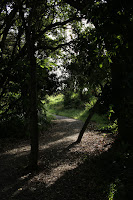 Late afternoon sunshine through the trees