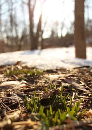 The Grass Grows Beneath the Snow