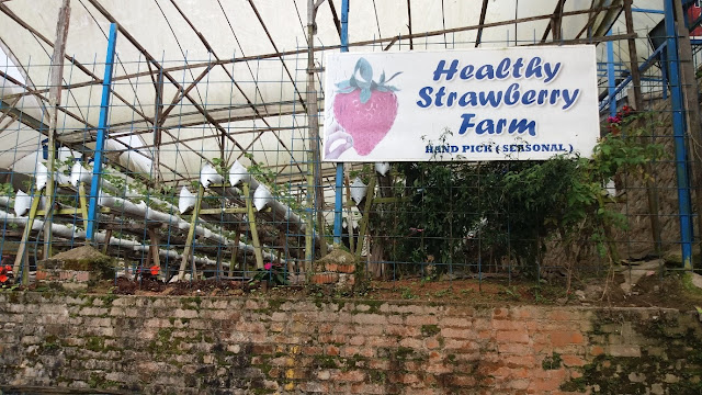 Health Strawberry Farm
