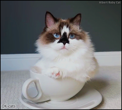 Funny Cat GIF • Super cute  kitty chilling out in his fav bowl. “If it fits, I sits”