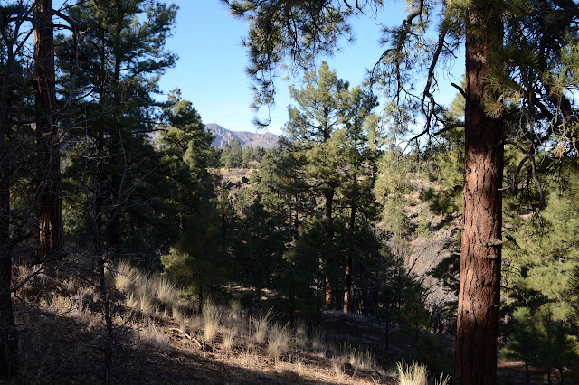 ditch among the trees