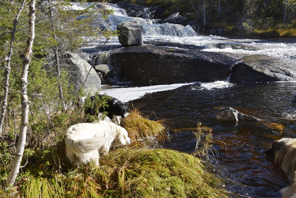 kollsjøen urdevasselva