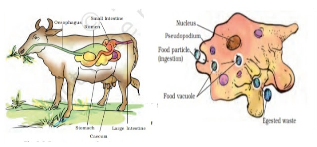 Nutrition in Animals class 7 Science NCERT Solutions