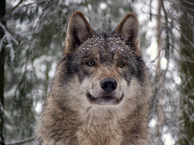 Grey wolf 