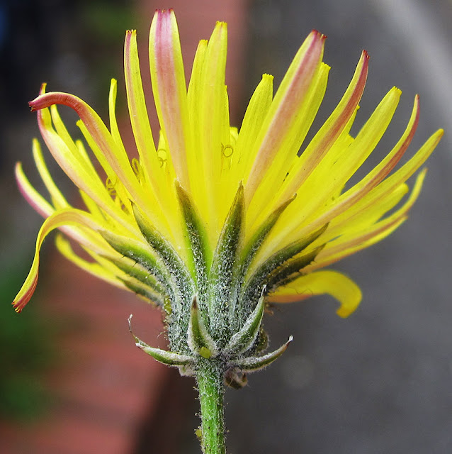 Beaked Hawk's-beard, Crepis vesicaria.  By Hayes Station car park, 12 June 2013.