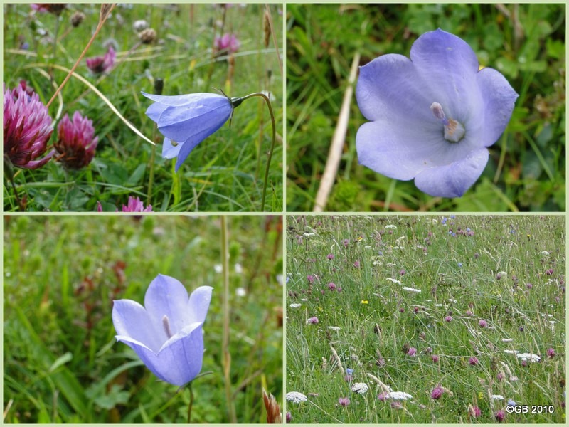 2010-07