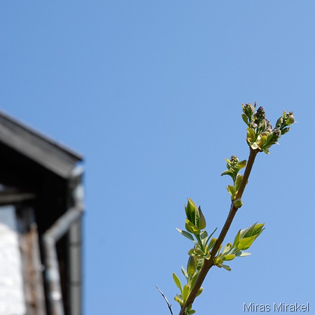 _DSC1524gu
