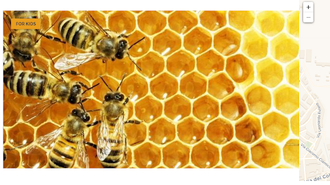 Bee Day