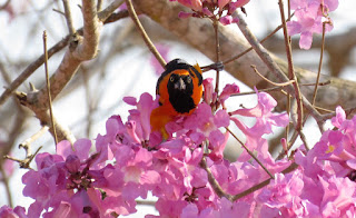 Orange-backed Troupial