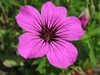 Geranium 'Patricia'