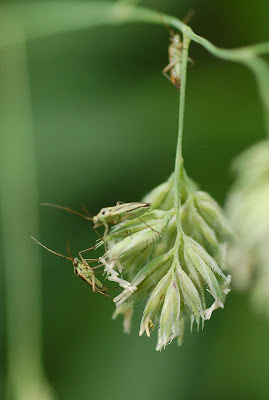 Leptopterna dolobrata, mating pair