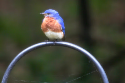 bluebird perched on bird feeder hanger