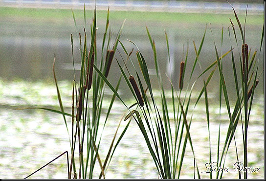LAlma_Cattails