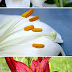 Breeding and Propagating Lilies