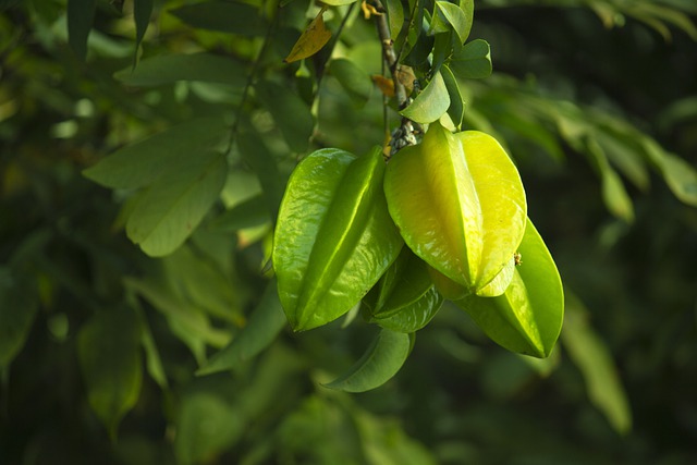 Buah belimbing bintang, manfaat buah belimbing, carambol