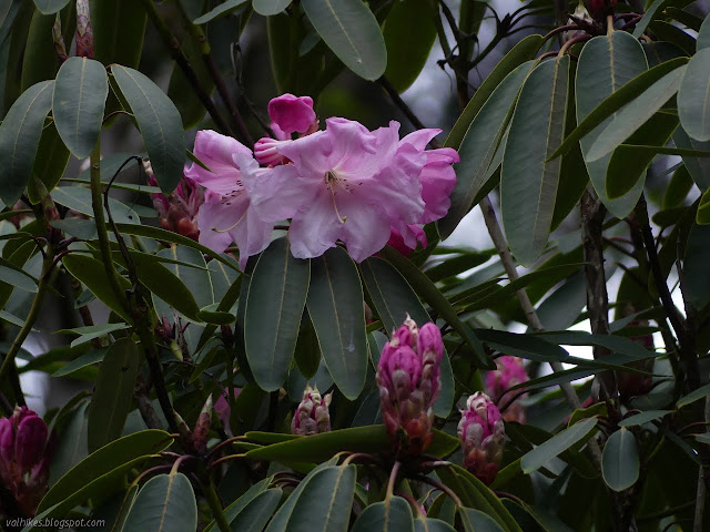 big pink flowers and buds