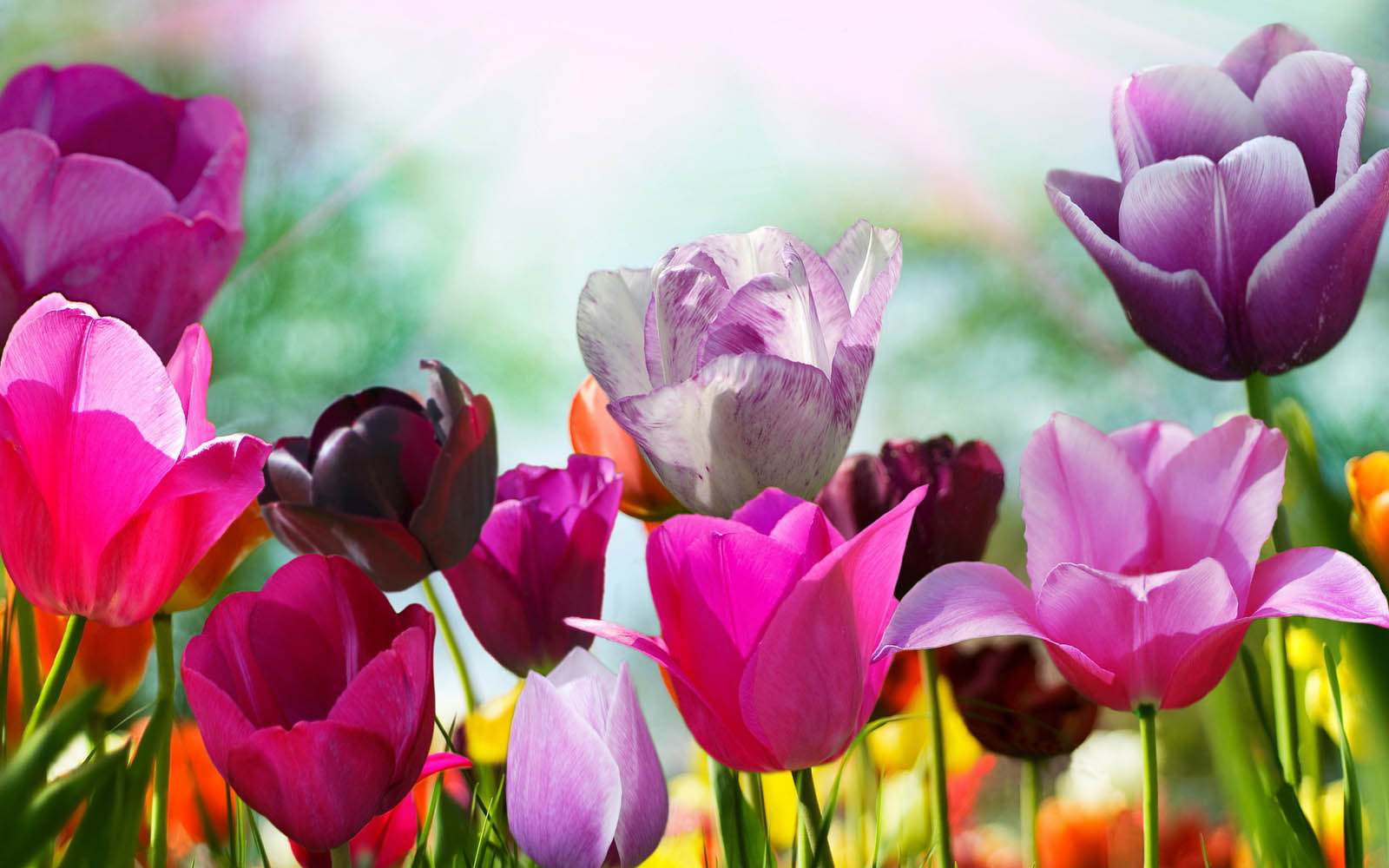 Wallpapers: Purple Tulips Flowers Wallpapers