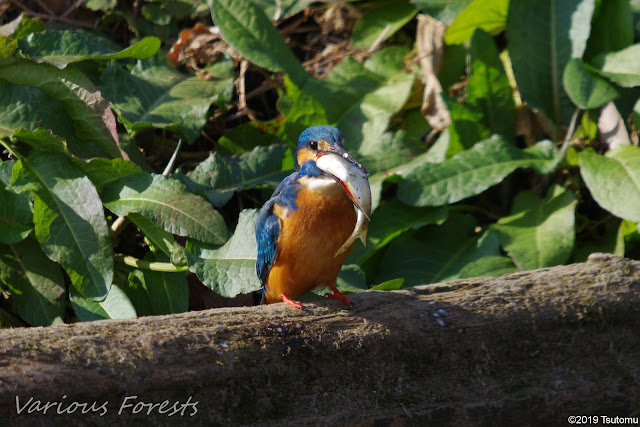 kingfisher eating big fish