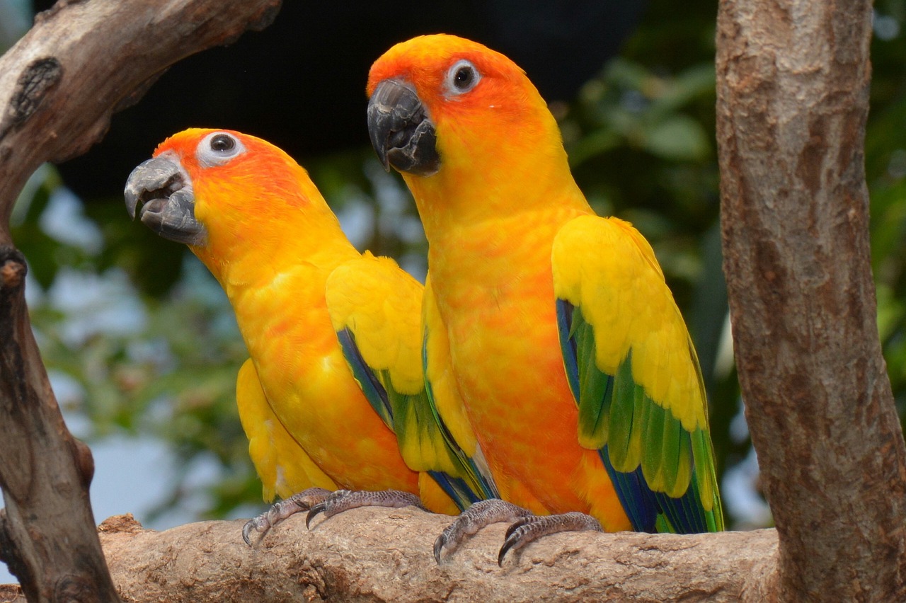 Harga Burung Sun Conure di Pasaran