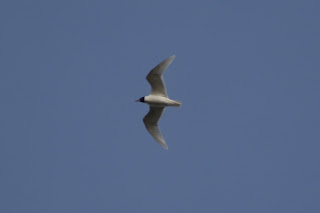 Adult Summer Plumage Mediterranean Gull