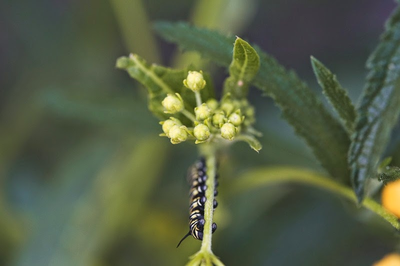 caterpillars-20