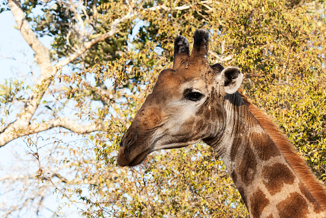 giraffa kruger safari sud africa