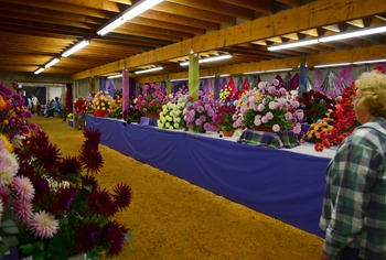 dahlias_101