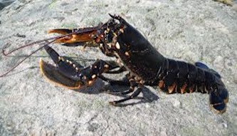 Amazing Pictures of Animals, photo, Nature, exotic, funny, incredibel, Zoo, Homarus gammarus, European lobster or common lobster, Alex (9)