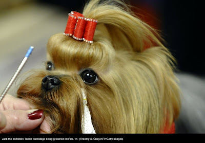 135th Westminster Kennel Club Dog Show at Madison Square Garden in New York City