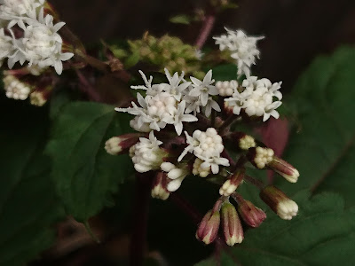 花の大きさ