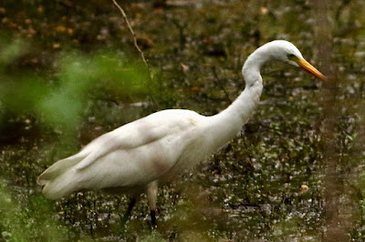 "Intermediate Egret Mesophoyx intermedia,foraging at the waters edge."