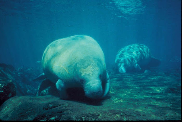 Manatees 