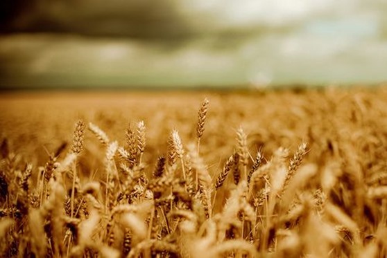 Grano