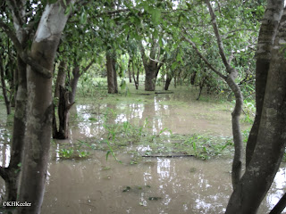 flooded Amazon forest