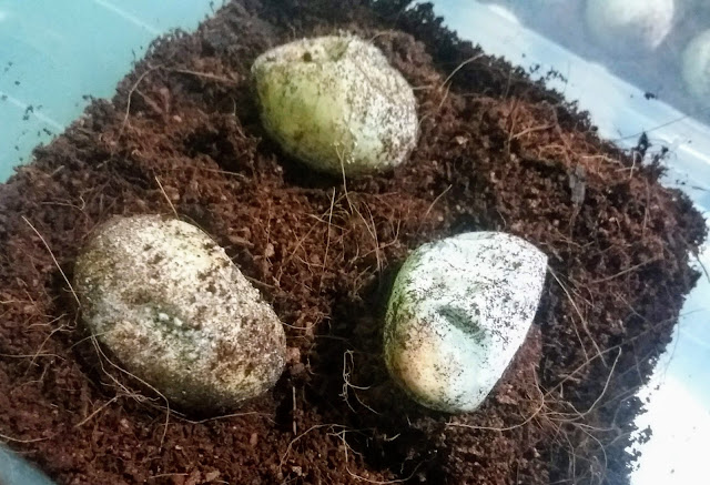 telur iguana yang jelek