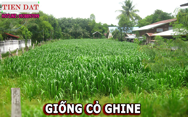 Top 4 giống cỏ nuôi lợn rừng tốt nhất hiện nay