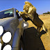 Lions Attack Car Full Of People