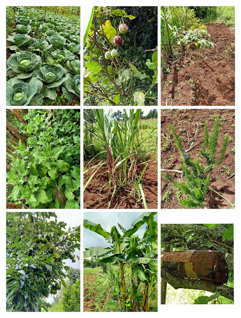 Cabbages, tree tomatoes, cassava, stinging nettle, sugarcane, rosemary, avocado, banana, beehive etc