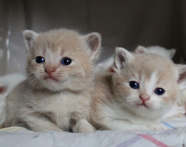 Britisch Kurzhaar Katzenbabys